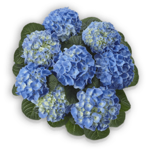 Hortensie Hydrangea macrophylla Fabolo blue kompakt