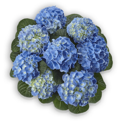 Hortensie Hydrangea macrophylla Fabolo blue kompakt