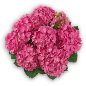 Hydrangea macropyhlla Bauernhortensie Jip pink Pellens Hortensien Hortensia