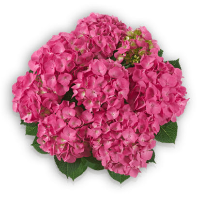 Hydrangea macropyhlla Bauernhortensie Jip pink Pellens Hortensien Hortensia