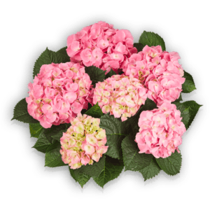 Hydrangea macrophylla Marine Pink Bauernhortensie Pellens Hortensia Hortensie
