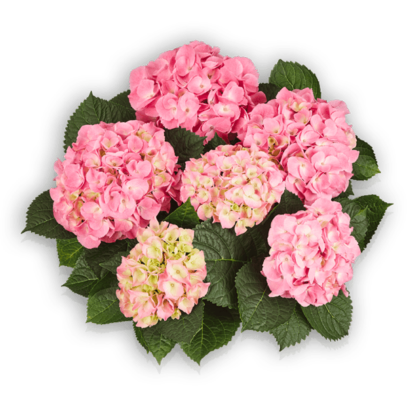 Hydrangea macrophylla Marine Pink Bauernhortensie Pellens Hortensia Hortensie