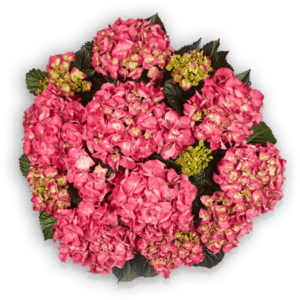Hydrangea macrophylla Baladia Hot Pink Hortensie Hortensien Pellens Bauernhortensie