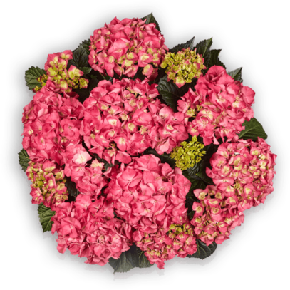 Hydrangea macrophylla Baladia Hot Pink Hortensie Hortensien Pellens Bauernhortensie