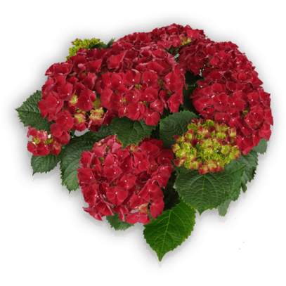 Hortensia Red High-Fire Ansicht oben