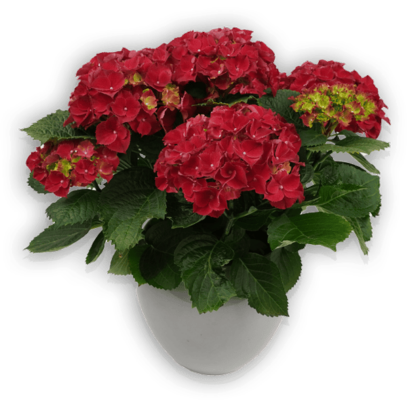 Hortensia Red High-Fire Ansicht Seite