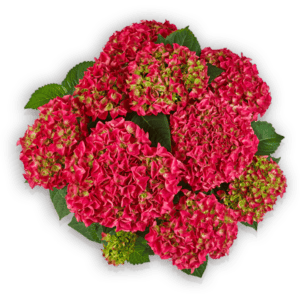Saxon® Bright Red Hydrangea macrophylla Hortensie Pellens rot Hortensia