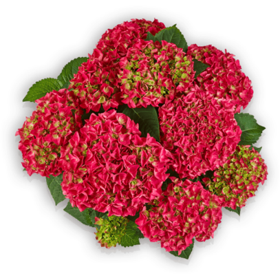 Saxon® Bright Red Hydrangea macrophylla Hortensie Pellens rot Hortensia