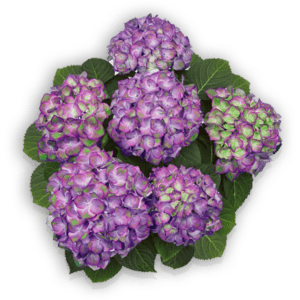 Sweet Lips Purple Hydrangea macrophylla Hortensie Hortensia Pellens