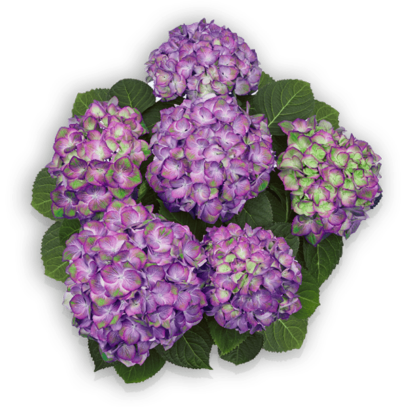 Sweet Lips Purple Hydrangea macrophylla Hortensie Hortensia Pellens