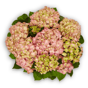 Sweet Lips Pink Hydrangea macrophylla Bauernhortensie Pellens Hortensia Hortensien