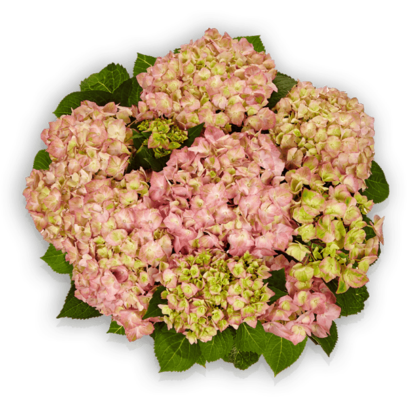 Sweet Lips Pink Hydrangea macrophylla Bauernhortensie Pellens Hortensia Hortensien