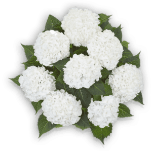 Ice Boy Hydrangea macrophylla Bauernhortensie weiß weiss white Hortensia Hortensie Pellens