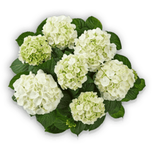Ice Girl Hydrangea macrophylla weiß white weiss Hortensie Hortensia Pellens