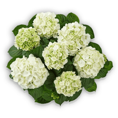 Ice Girl Hydrangea macrophylla weiß white weiss Hortensie Hortensia Pellens