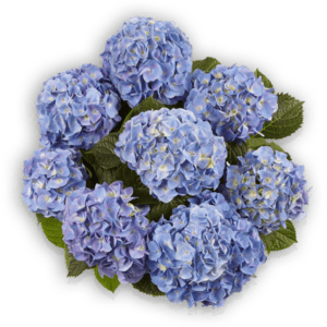 Hydrangea macrophylla Marine blau Pellens Hortensien