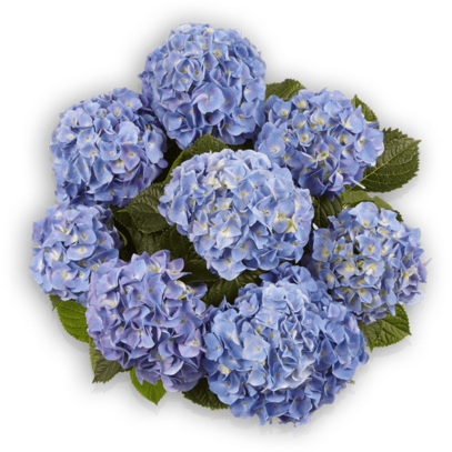 Hydrangea macrophylla Marine blau Pellens Hortensien