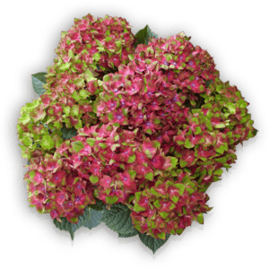 Hydrangea macrophylla Saxon Schloss Wackerbarth Pellens Hortensien