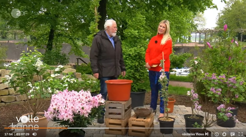 ZDF Volle Kanne Elmar Mai hydrangeas