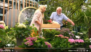 Our Hydrangeas on ZDF